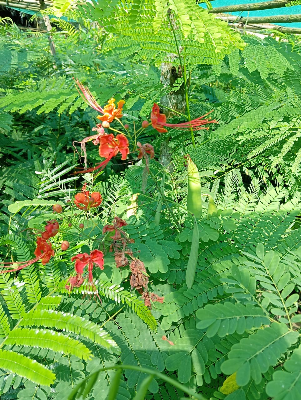 Forest nursery